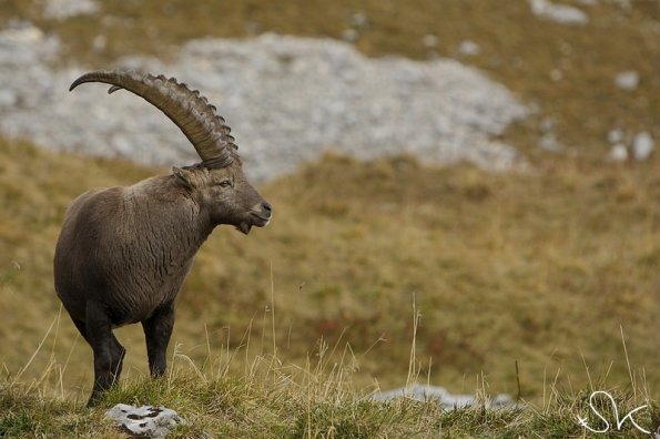 Bouquetin d'Europe (Capra ibex)