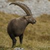 Bouquetin d'Europe (Capra ibex)