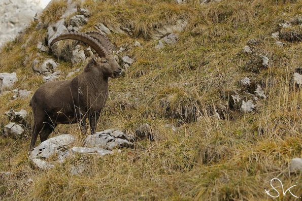 Bouquetin d'Europe (Capra ibex)