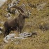 Bouquetin d'Europe (Capra ibex)