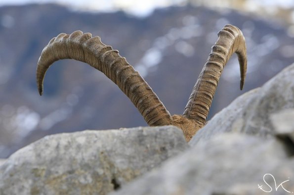 Bouquetin d'Europe (Capra ibex)