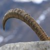 Bouquetin d'Europe (Capra ibex)