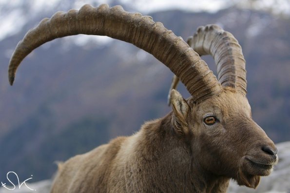 Bouquetin d'Europe (Capra ibex)