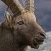 Bouquetin d'Europe (Capra ibex)