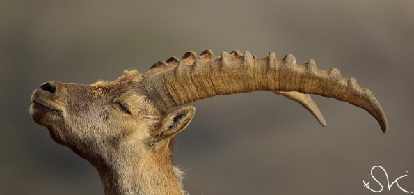 Bouquetin d'Europe (Capra ibex)