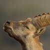 Bouquetin d'Europe (Capra ibex)