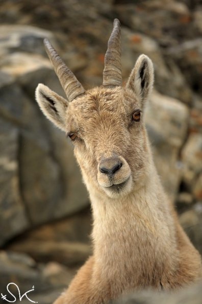 Bouquetin d'Europe (Capra ibex)