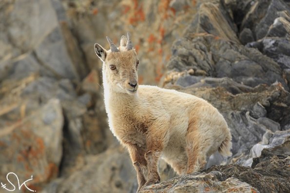 Bouquetin d'Europe (Capra ibex)