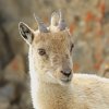 Bouquetin d'Europe (Capra ibex)