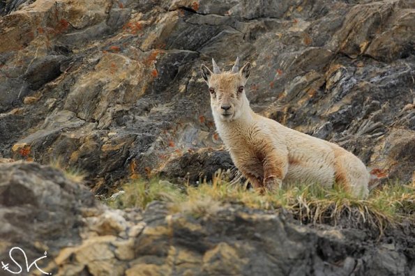 Bouquetin d'Europe (Capra ibex)