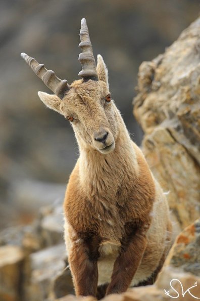 Bouquetin d'Europe (Capra ibex)