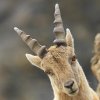 Bouquetin d'Europe (Capra ibex)