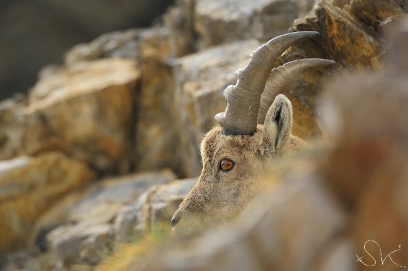 Bouquetin d'Europe (Capra ibex)