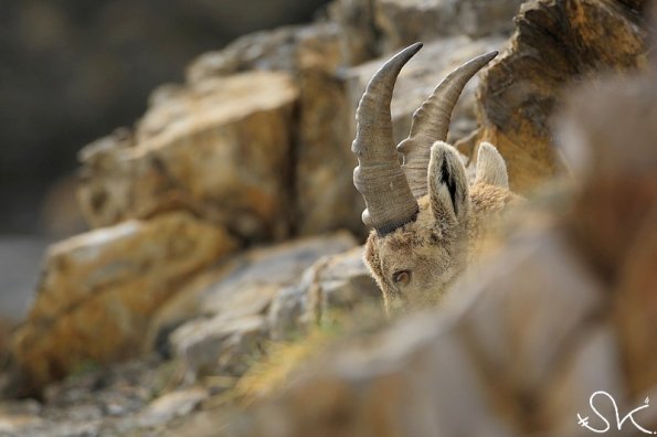 Bouquetin d'Europe (Capra ibex)