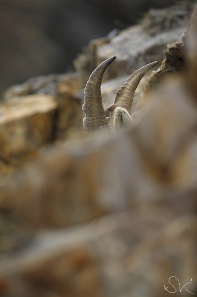 Bouquetin d'Europe (Capra ibex)