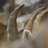 Bouquetin d'Europe (Capra ibex)