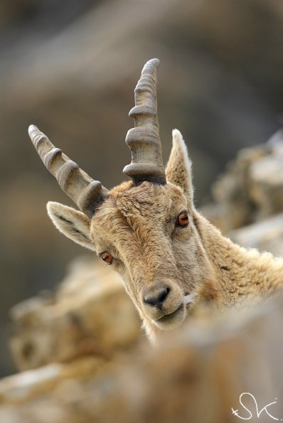 Bouquetin d'Europe (Capra ibex)