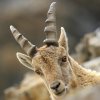 Bouquetin d'Europe (Capra ibex)