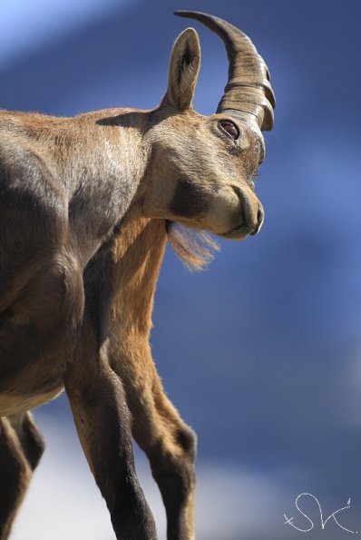 Bouquetin d'Europe (Capra ibex)