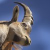 Bouquetin d'Europe (Capra ibex)