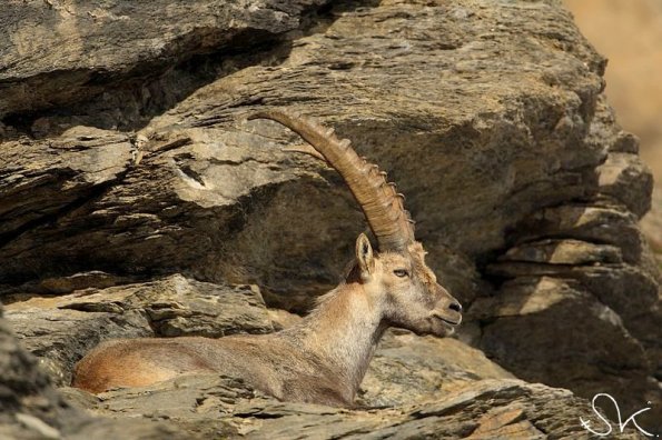 Bouquetin d'Europe (Capra ibex)