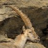 Bouquetin d'Europe (Capra ibex)