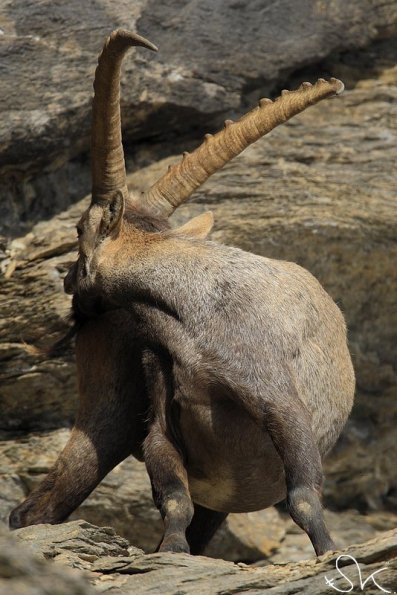 Bouquetin d'Europe (Capra ibex)