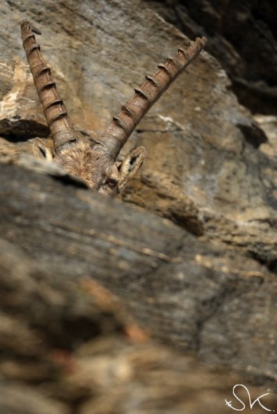 Bouquetin d'Europe (Capra ibex)