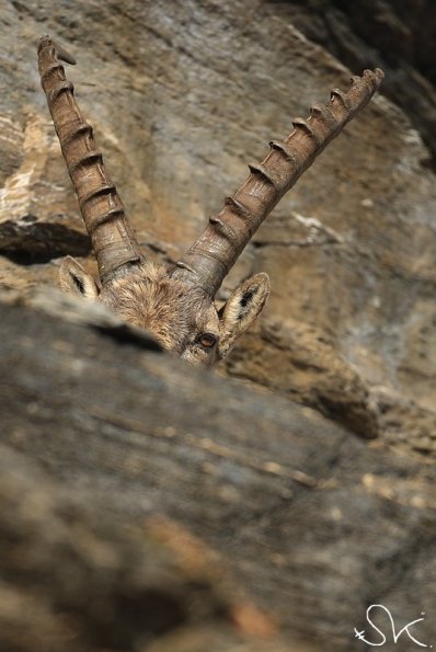 Bouquetin d'Europe (Capra ibex)