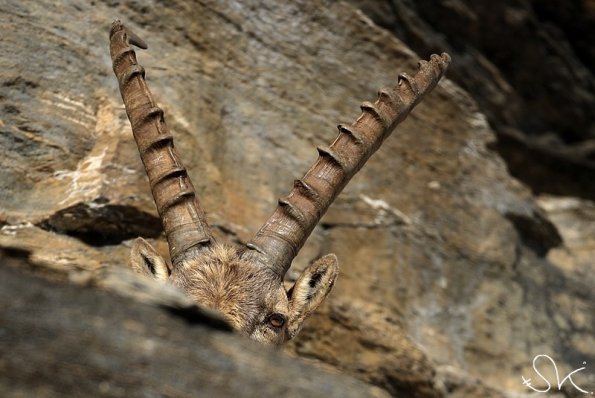 Bouquetin d'Europe (Capra ibex)