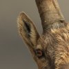 Bouquetin d'Europe (Capra ibex)