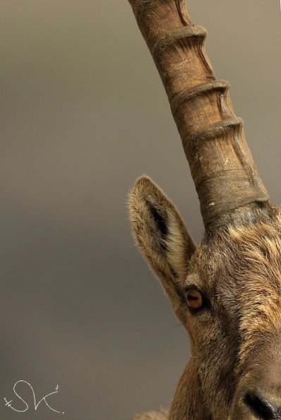 Bouquetin d'Europe (Capra ibex)