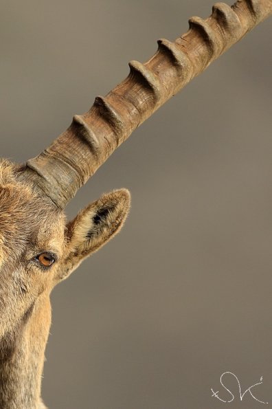 Bouquetin d'Europe (Capra ibex)