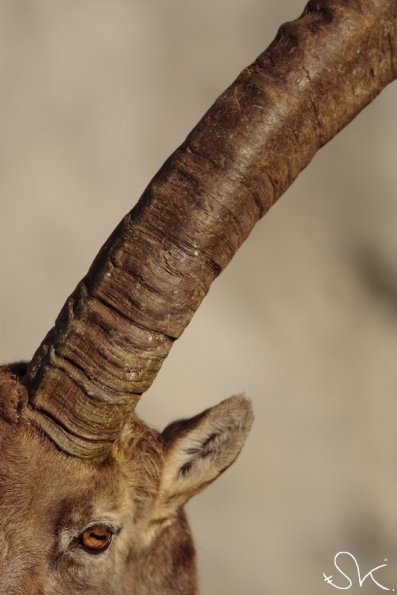 Bouquetin d'Europe (Capra ibex)