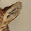 Bouquetin d'Europe (Capra ibex)