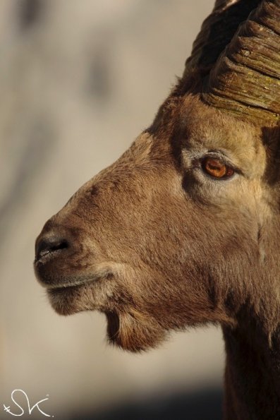 Bouquetin d'Europe (Capra ibex)