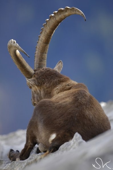 Bouquetin d'Europe (Capra ibex)