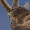 Bouquetin d'Europe (Capra ibex)