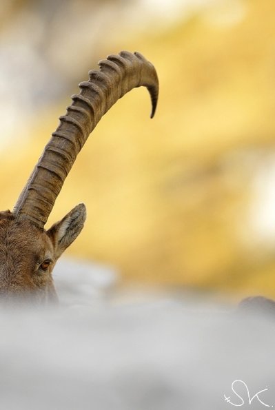 Bouquetin d'Europe (Capra ibex)