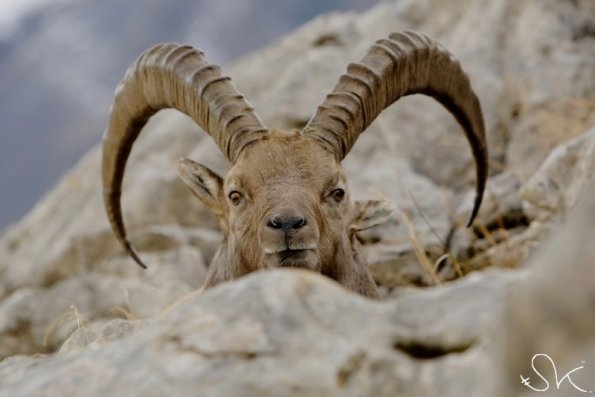 Bouquetin d'Europe (Capra ibex)