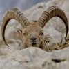 Bouquetin d'Europe (Capra ibex)