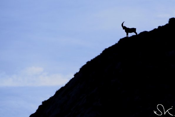 Bouquetin d'Europe (Capra ibex)