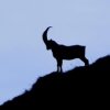 Bouquetin d'Europe (Capra ibex)