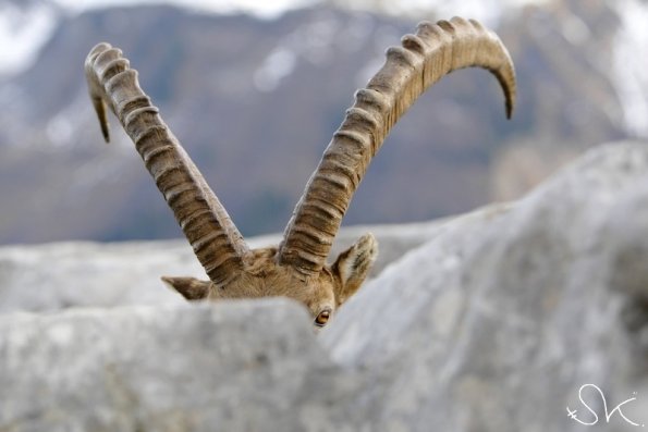 Bouquetin d'Europe (Capra ibex)