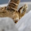 Bouquetin d'Europe (Capra ibex)