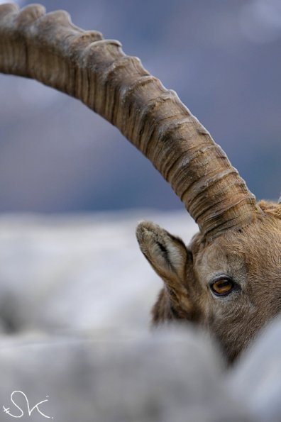 Bouquetin d'Europe (Capra ibex)