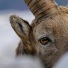 Bouquetin d'Europe (Capra ibex)