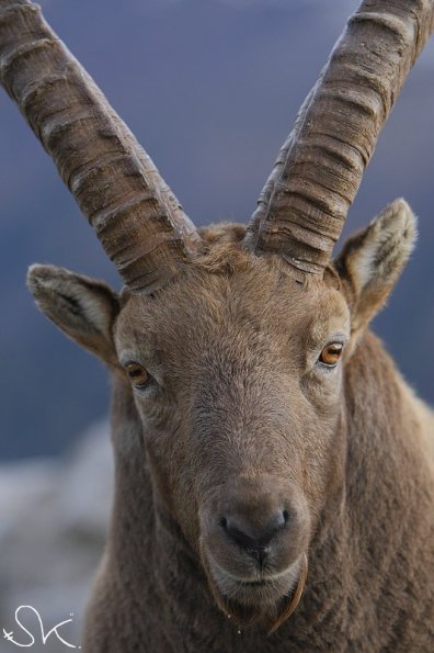 Bouquetin d'Europe (Capra ibex)