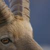 Bouquetin d'Europe (Capra ibex)