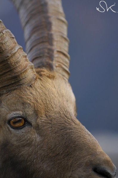 Bouquetin d'Europe (Capra ibex)